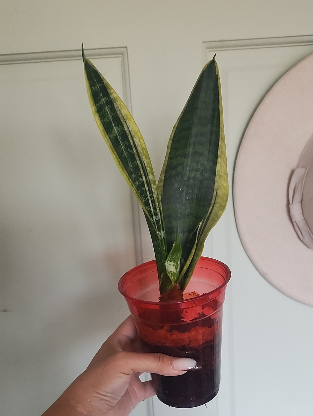 Sansevieria Trifasciata (Snake Plant)